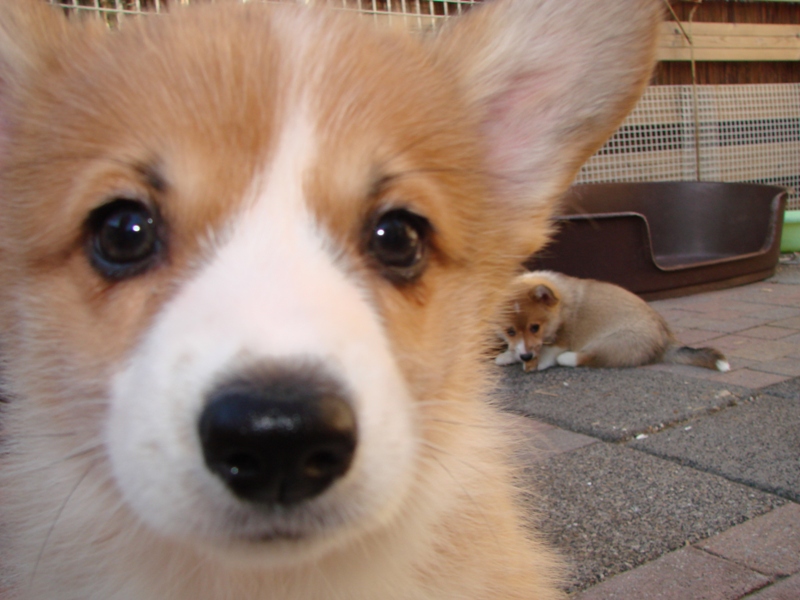 Puppies